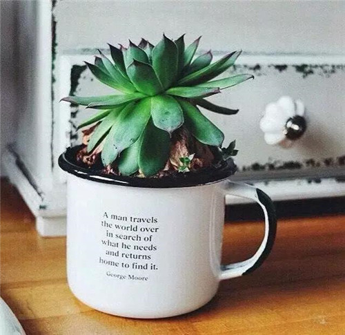 誰說養(yǎng)花插花一定得用花瓶？