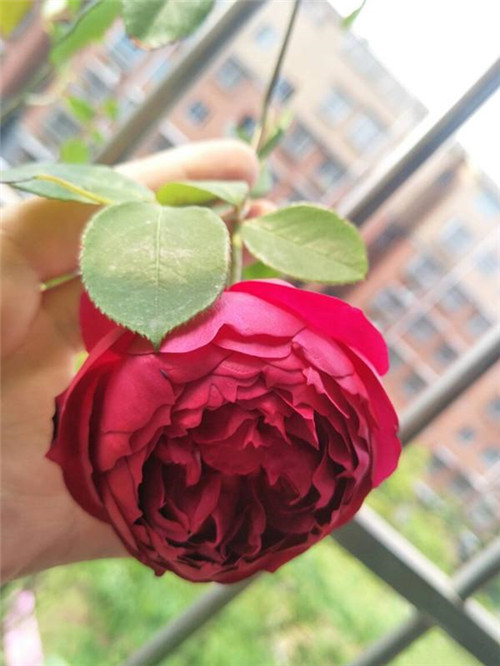 這種盆栽花卉，四季開花不斷，花大香濃