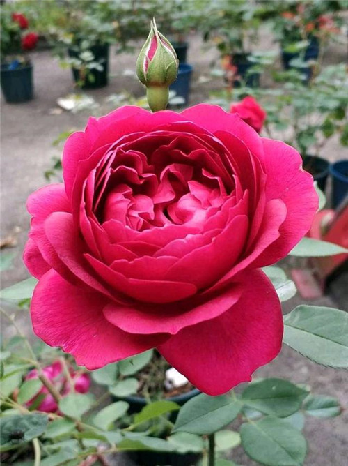 這種盆栽花卉，四季開花不斷，花大香濃