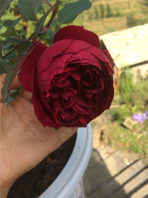 這種盆栽花卉，四季開花不斷，花大香濃