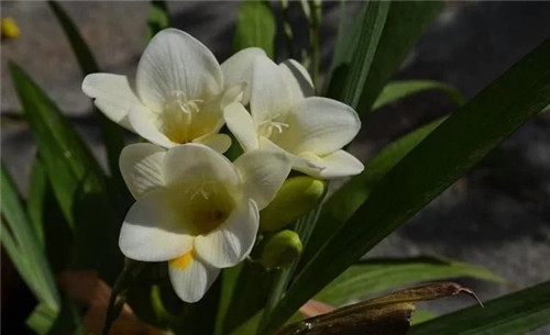 養(yǎng)這些花卉讓家里色彩斑斕，超級(jí)漂亮