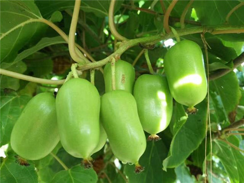 軟棗獼猴桃苗木繁殖技術