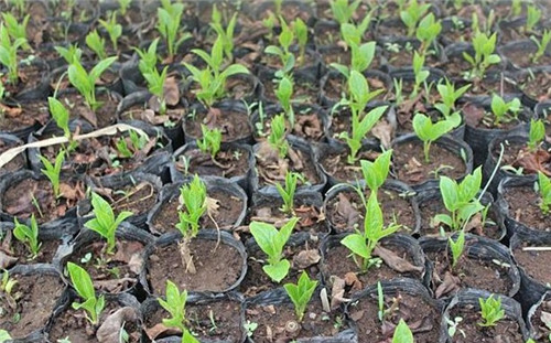 軟棗獼猴桃苗木繁殖技術