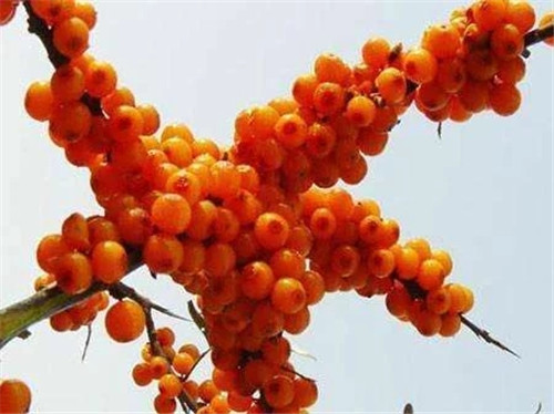 含有天然維生素種類最多的珍貴植物