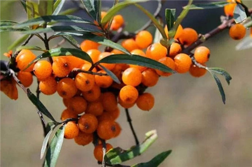 含有天然維生素種類最多的珍貴植物