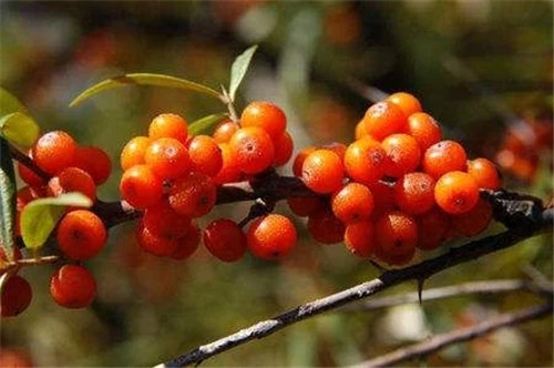 含有天然維生素種類最多的珍貴植物