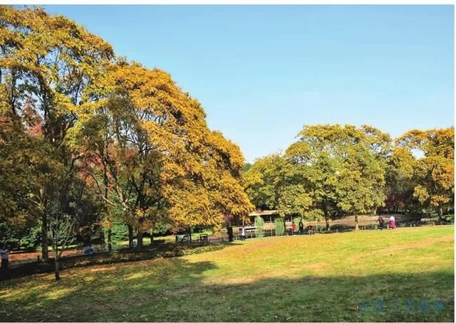 集多種功能于一身的樹種無(wú)患子