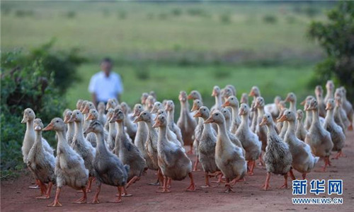 海口:濕地入城美如畫