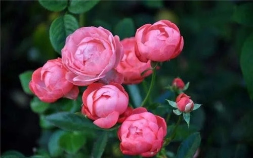 這些植物花卉有毒,養家里有可能致命