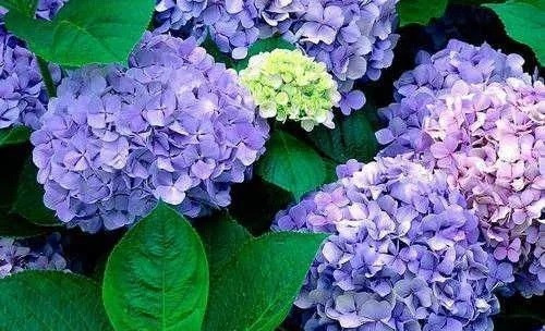 這些植物花卉有毒,養家里有可能致命