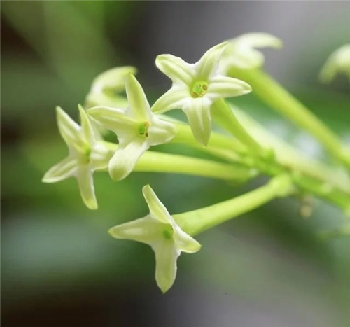 這些植物花卉有毒,養家里有可能致命