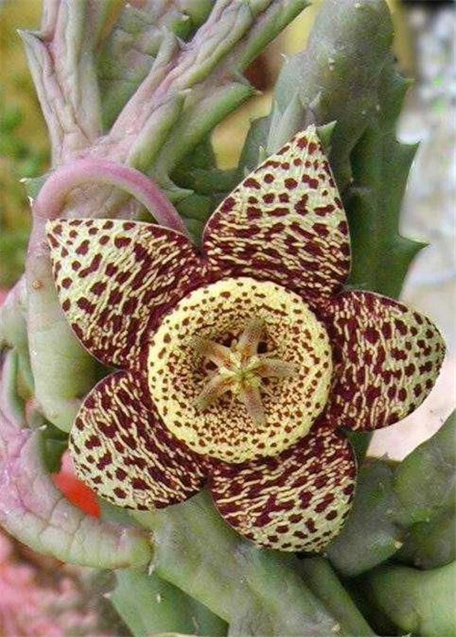 這些植物花卉有毒,養家里有可能致命