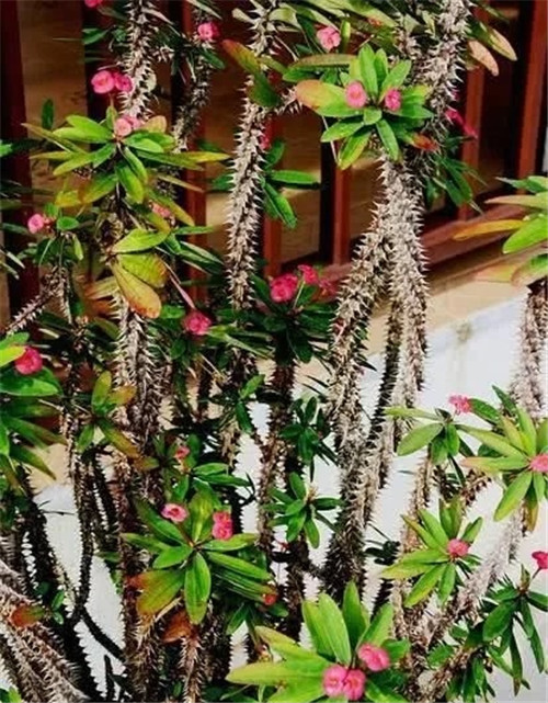 這些植物花卉有毒,養家里有可能致命