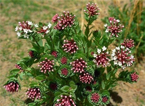 這些植物花卉有毒,養家里有可能致命