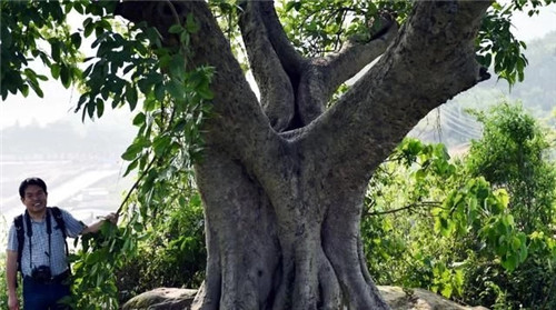 天然生長(zhǎng)的古樹,造型千姿百態(tài)