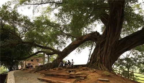 天然生長(zhǎng)的古樹,造型千姿百態(tài)