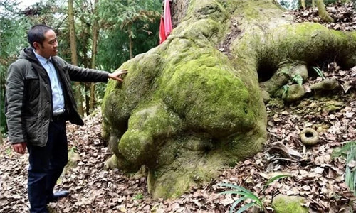 天然生長(zhǎng)的古樹,造型千姿百態(tài)