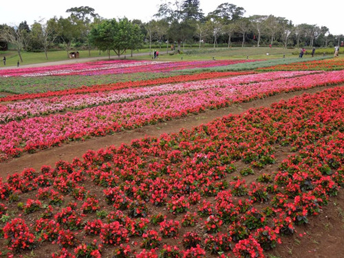 號(hào)稱(chēng)小瑞士 臺(tái)灣清境農(nóng)場(chǎng)規(guī)劃及盈利模式