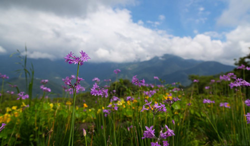 號(hào)稱(chēng)小瑞士 臺(tái)灣清境農(nóng)場(chǎng)規(guī)劃及盈利模式