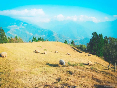 號(hào)稱(chēng)小瑞士 臺(tái)灣清境農(nóng)場(chǎng)規(guī)劃及盈利模式