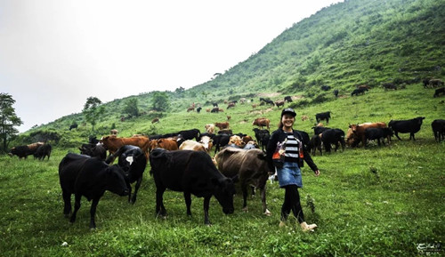 號(hào)稱(chēng)小瑞士 臺(tái)灣清境農(nóng)場(chǎng)規(guī)劃及盈利模式