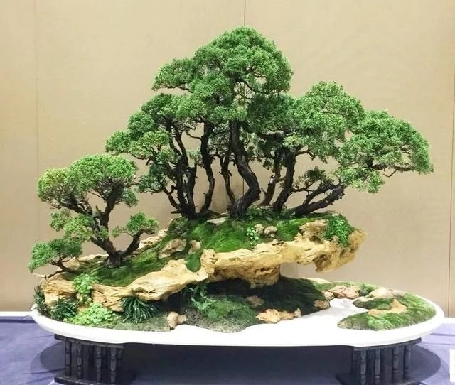 這些怪樁做成的盆景，隨便一盆都能換套房