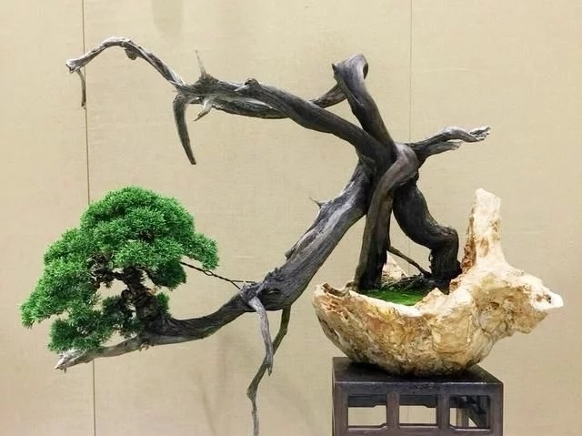 這些怪樁做成的盆景，隨便一盆都能換套房