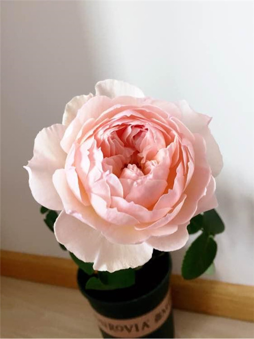 超漂亮的盆栽花