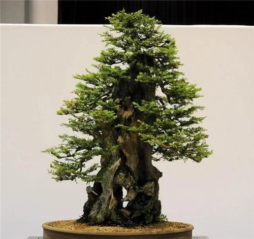 枝干經過精雕細琢，顯得別致生動有個性