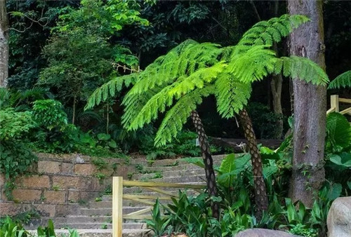 瀕危植物欣賞：桫欏（蛇木）