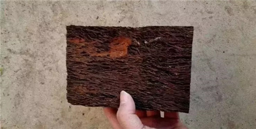 瀕危植物欣賞：桫欏（蛇木）