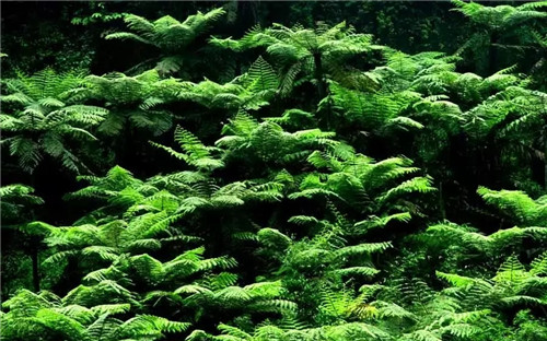 瀕危植物欣賞：桫欏（蛇木）