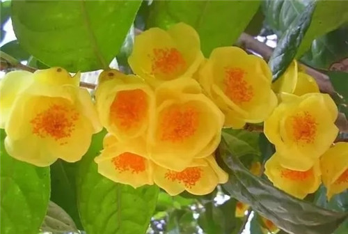 瀕危植物欣賞：“山茶皇后”金花茶