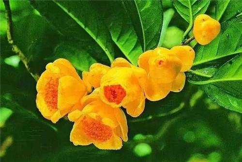 瀕危植物欣賞：“山茶皇后”金花茶