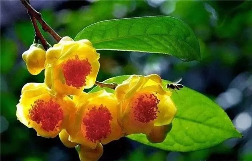 瀕危植物欣賞：“山茶皇后”金花茶