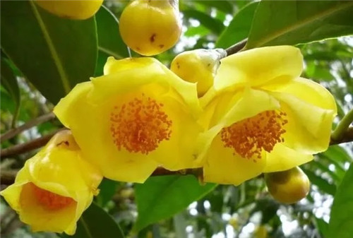 瀕危植物欣賞：“山茶皇后”金花茶