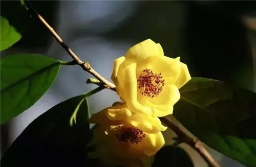 瀕危植物欣賞：“山茶皇后”金花茶