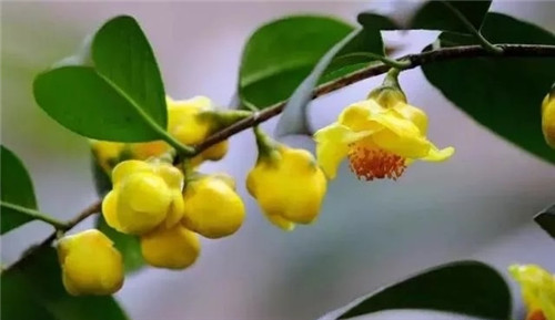 瀕危植物欣賞：“山茶皇后”金花茶