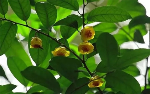 瀕危植物欣賞：“山茶皇后”金花茶