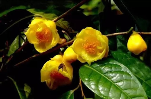 瀕危植物欣賞：“山茶皇后”金花茶