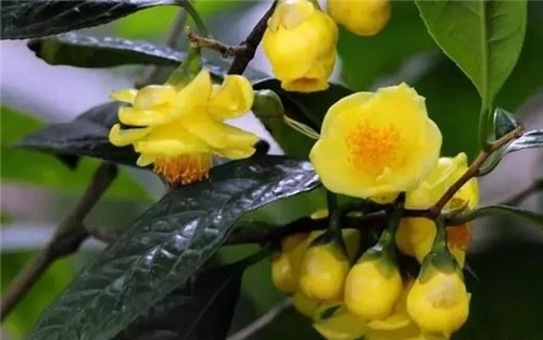 瀕危植物欣賞：“山茶皇后”金花茶