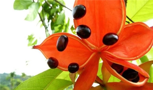 極具種植潛力的鄉(xiāng)土樹種“鳳眼果”