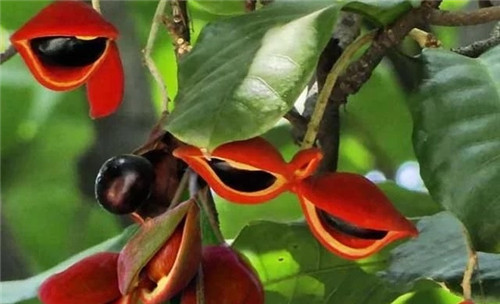 極具種植潛力的鄉(xiāng)土樹種“鳳眼果”