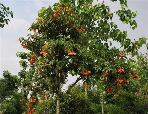 極具種植潛力的鄉(xiāng)土樹種“鳳眼果”