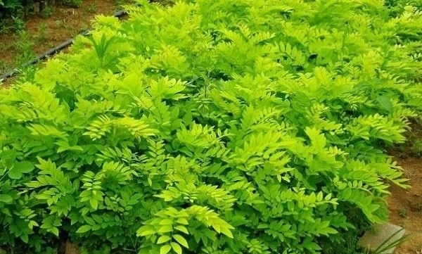 優(yōu)良經濟樹種黃檀的栽培技術