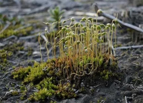 農(nóng)村這種非常矮小的植物,價(jià)格很珍貴