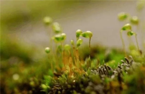 農(nóng)村這種非常矮小的植物,價(jià)格很珍貴