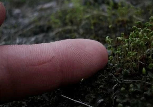 農(nóng)村這種非常矮小的植物,價(jià)格很珍貴