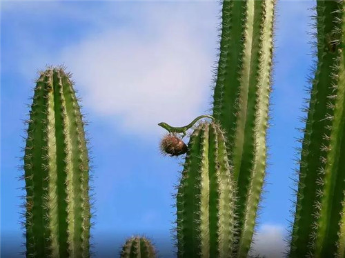 Arikok國(guó)家公園內(nèi)的仙人掌