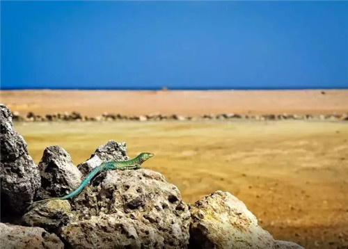 Arikok國(guó)家公園內(nèi)的仙人掌